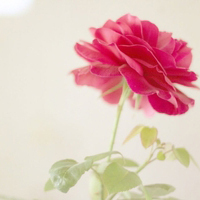 10.家是一杯药。只有坚持品尝才能感受到神奇的效果。