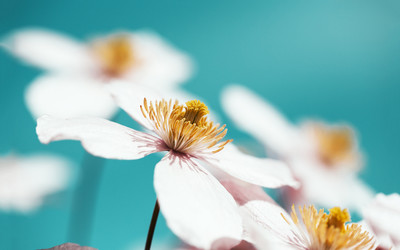 11.站在你的身边，我生命中只有一种可能性，那就是痛苦。但是没有你，我的生活就有10,000种可能性！