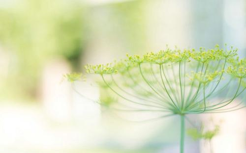 11.家庭之爱就像一把雨伞，遮蔽了你。