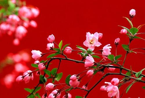 11.不欣赏你的人智障;那些使你难过的人,傻瓜;那些可以成为你朋友的人是快乐的;那些发送短信希望您开心的人,太好了!