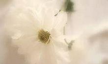 写亲情的散文句子