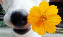 开心过好每一天的优美的句子