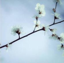 12.如果你是绿叶，家庭之爱鼓励了我。