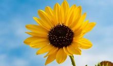 适用于亲情的句子