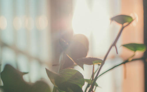 11.嘉光是指人们居住的地方,人们一直这样认为。居住地-这是字典中的解释。这种解释使我感到失望。家里只是一个冷房子吗?家是一个充满情感和幸福的词。