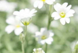 12.爱常常使人们充满希望,但完全失望。但是有时候,家庭之爱也是如此吗?只要你爱一个人,就会有希望和幻想,不可避免地会有失望和痛苦。痛苦伴随着喜悦,最深的爱是痛苦。