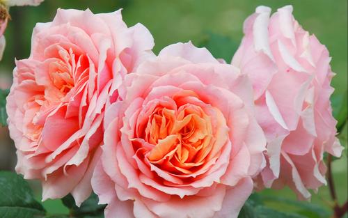 12.家庭是成长的摇篮。在她的照顾下，您可以长大。家庭是力量的来源。用她的浇水，您可以长大。