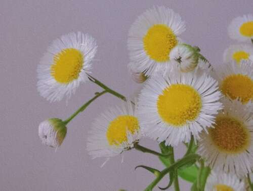 美丽的句子摘录