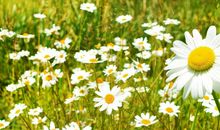 诗经里面亲情的句子