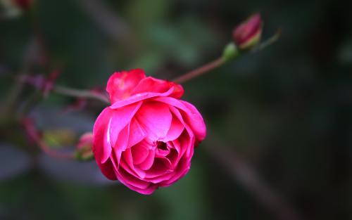 12.人生中第一个喇叭响起时，家庭之情是母亲眼中的泪水和父亲脸上的笑容。