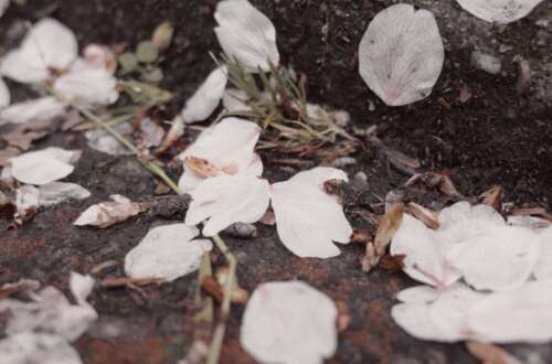 关于爱情的30个美丽句子