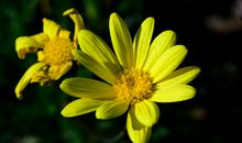 关于人间亲情的优美句子