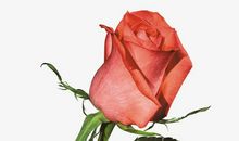 和家人分离不开心的句子