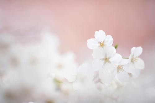 12.对接会和孕产是妇女的两个基本愿望。