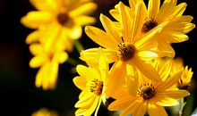 学会珍惜亲情的句子