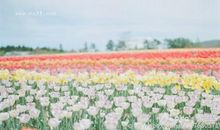 有关于亲情的爱的句子