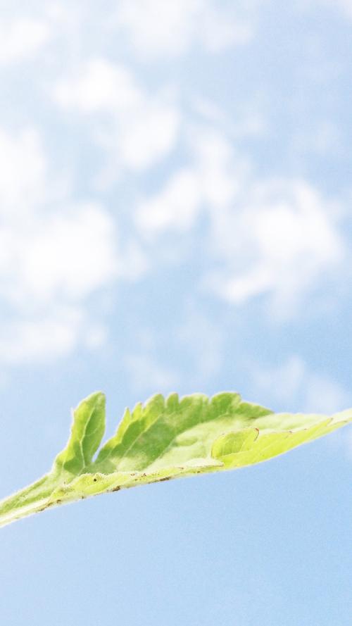 12.家庭的关爱使您在黑暗中感受到阳光的温暖，并增强了您战胜疾病的决心；