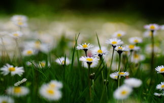 10.人们需要养育家庭友谊和热爱生活。有了这样的感情,完美的生活将是可用的。