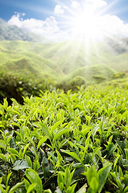 12.言语深沉,让我们浅谈吧,我们将沿着漫长的道路慢慢走。