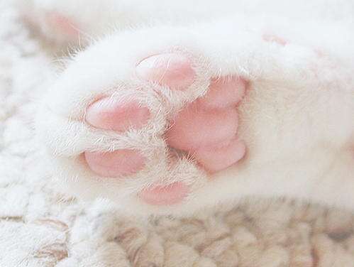 11.一两个桃红色的桃花瓣从肩膀上掉下来，完美无瑕的，几乎透明的龚宇随风在他的腰间飘动，使它更加优雅和尘土飞扬。