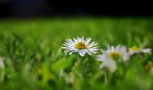 描述亲情小文艺句子