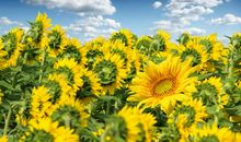 有关励亲情的句子