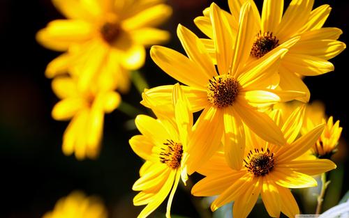 10.母亲今年三十五或十六岁。生活的负担使她过早地失去了以前的魅力。粗的皮肤和银色的头发使人觉得她比实际年龄大得多。