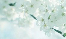 春天赏花开心的句子