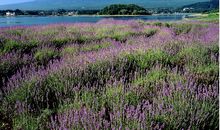 劝人们珍惜亲情的句子