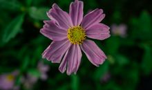 亲情让我委屈的句子