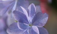 那血脉亲情如同生命的火种续写句子