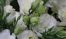 有关亲情甜蜜的句子