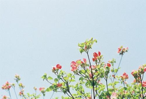 11.母亲的爱永远不会消失。