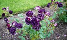 亲情的爱是无私的句子