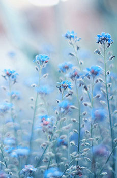 10.母爱是专心的,它经常深刻而生动地表达他的外表,因为它包含了对孩子的各种照顾。