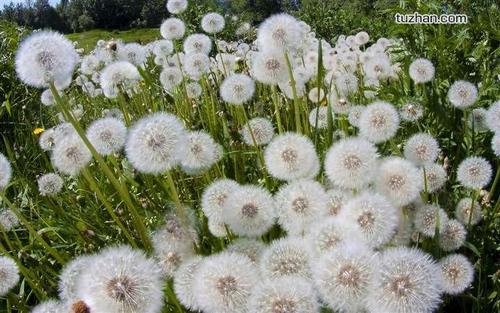 10.我认为母爱的地位在每个人的心中都是无法替代的