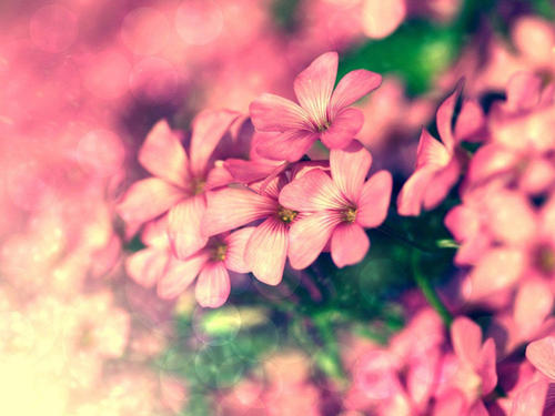 10，谁说一寸草，报三春晖。 -孟郊，《游子吟/映母漂流首作》