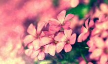 终究还是亲情重要的诗和句子