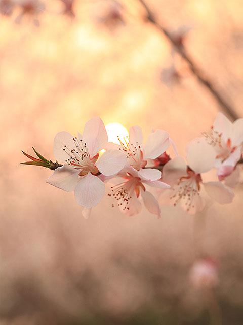 10.家庭情怀是一块牛排，炖得越久，它就会越香。