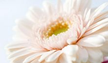 喻亲情醇厚的句子