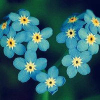 11.因为母爱永远是我们灵魂的港湾和我们永恒的依赖。她的爱比海洋更深,比钻石更耀眼。