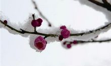 飘雪的句子