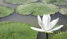 没有卖后悔药的句子