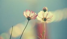 写亲情的哲理句子