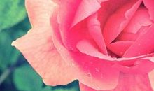 有关于亲情的句子