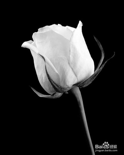 10.当友谊包含太多金钱和利益时，它将不再是爱。如今，有朋友聚会参加葡萄酒聚会，他们经常在晚餐时大声说出来。如果以后很难说些什么，最好比狗消失。金钱透彻人心。现在社会正在处理金钱。