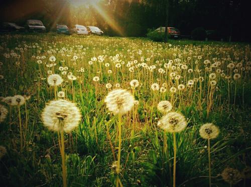 11.在樱花下，将有圣人的亲戚，以及丰原青铜黑色转盘-唐汉浩“有他”