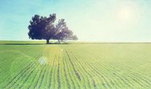 泰戈尔关于亲情的句子