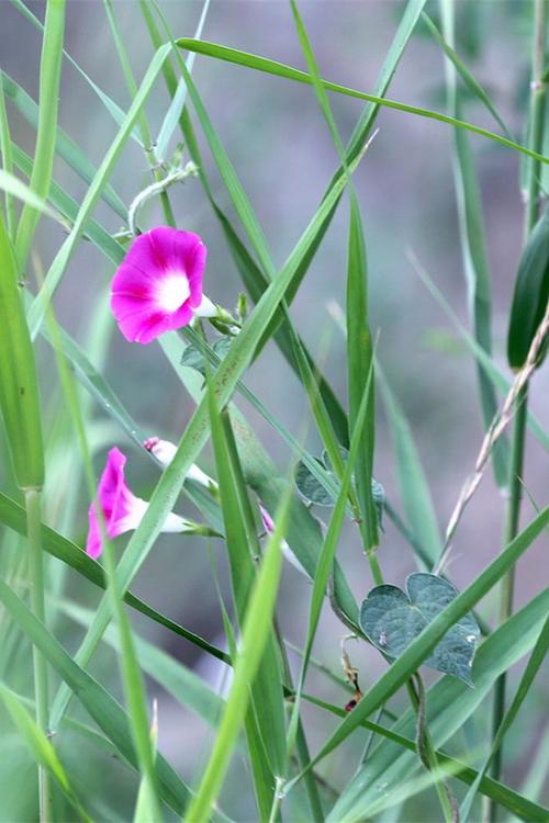 12.什么是家庭感情?家庭感情是生活中的一顿坎and。有时候感觉很无聊,但是当您想失去它时却非常痛苦。