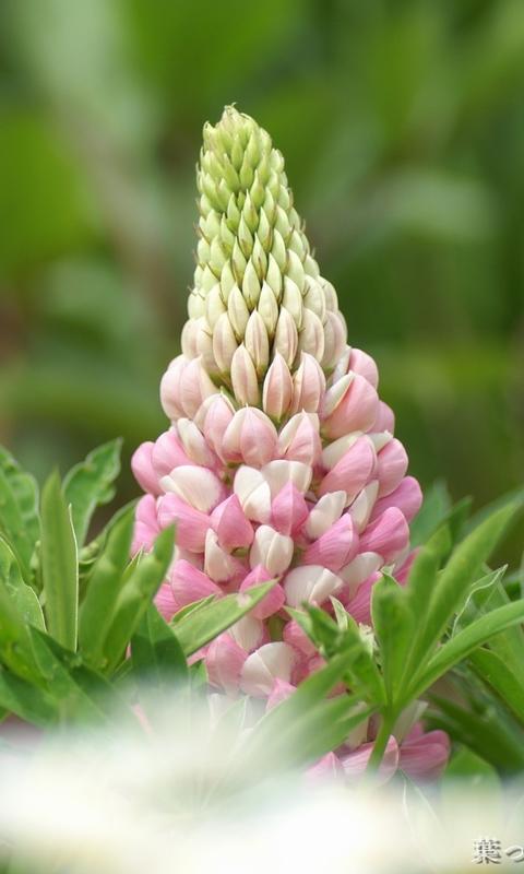 11.面对麻烦和悲伤,亲情是微风,吹散了您凌乱的思想,然后平静地解除了这种状态。